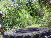 31-gombak-climb-Bamboo.jpg (17692 bytes)