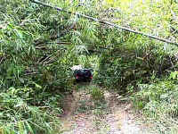 32-gombak-climb-Bamboo.jpg (20024 bytes)
