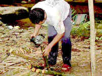 44-gombak-climb-Bamboo-Rice.jpg (15093 bytes)