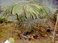 46-gombak-climb-Bamboo-Rice.jpg (41064 bytes)