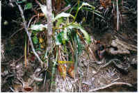 Nepenthes.jpg (75030 bytes)
