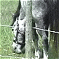 Click to Enlarge