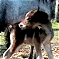 Click to enlarge - Mindy's Foal
