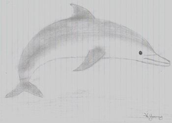 Dolphin
