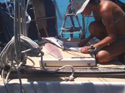 SailPic024.jpg
59.64 KB 
600 x 450 
1/3/2003
