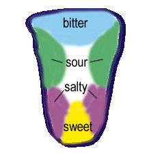 taste buds