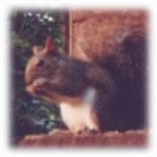 felix enjoying sunflower seeds
