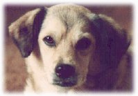 nanook