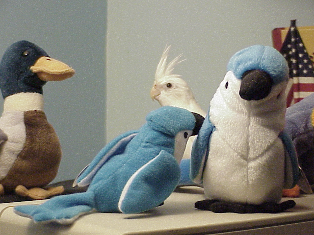 the birb