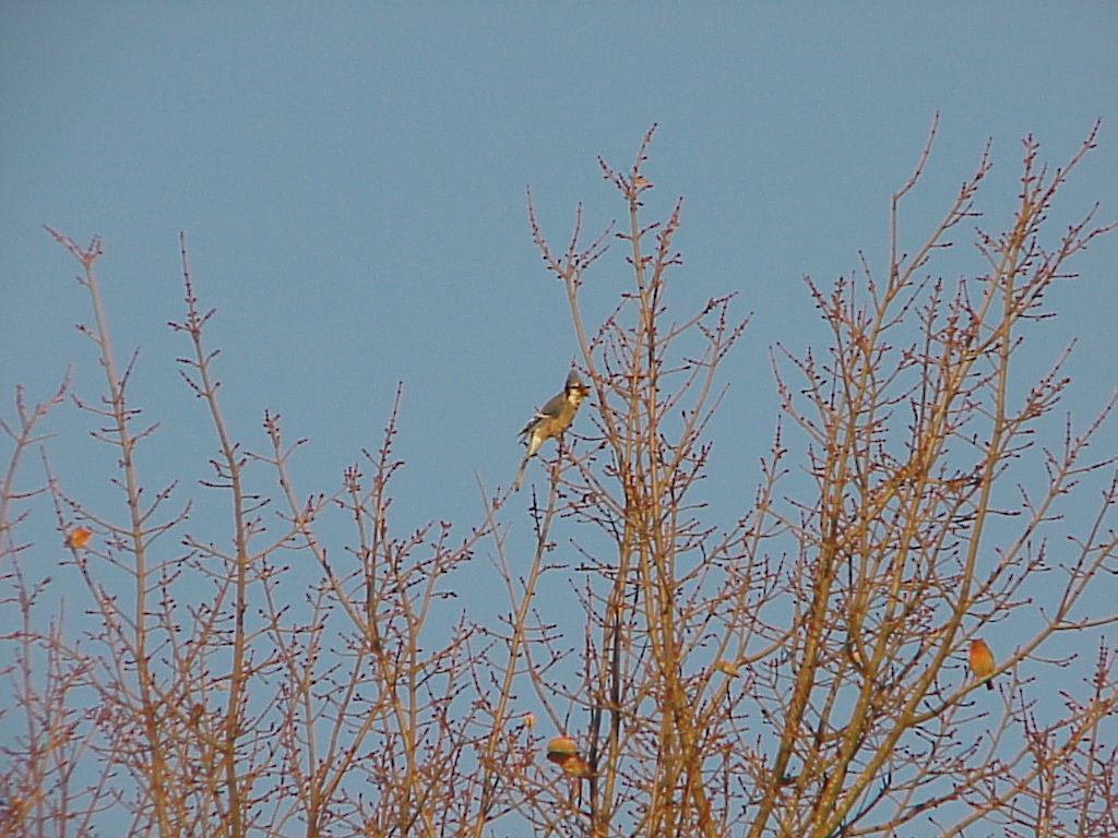 bird