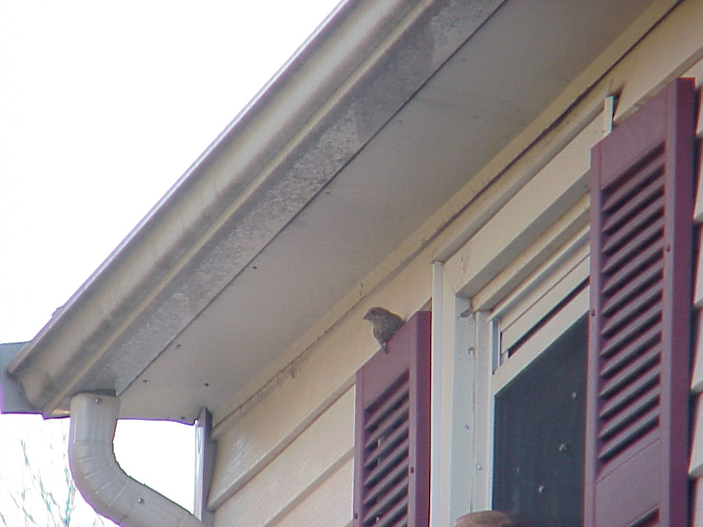 bird