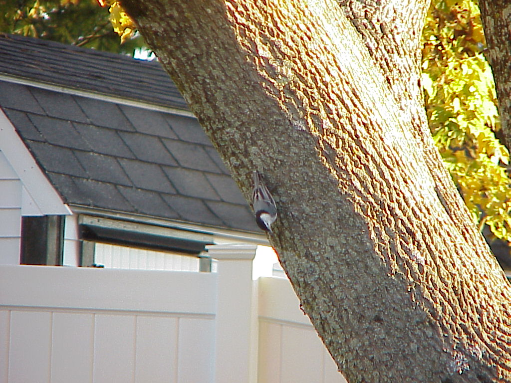 bird