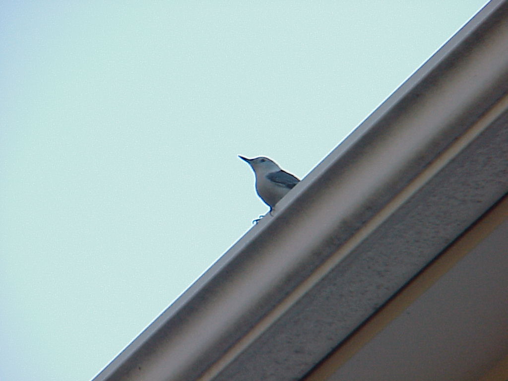bird