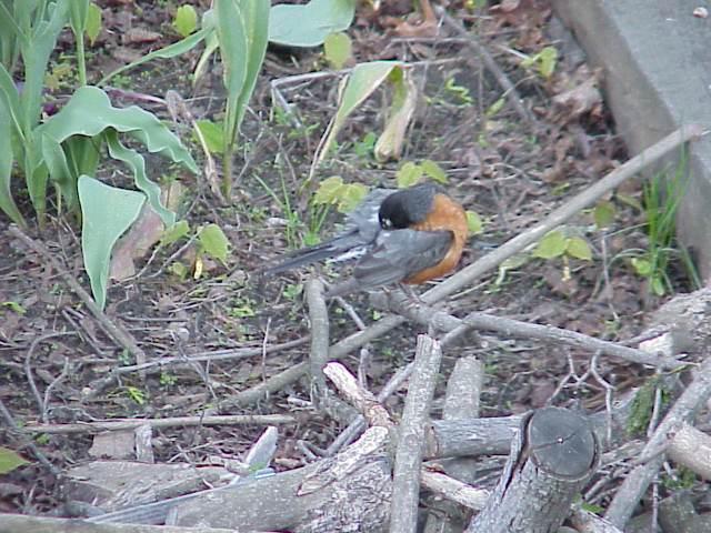 preen birb