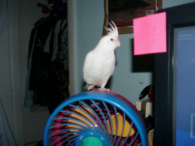 Beakface