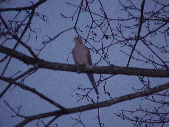 dove
