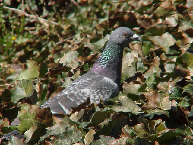 coo