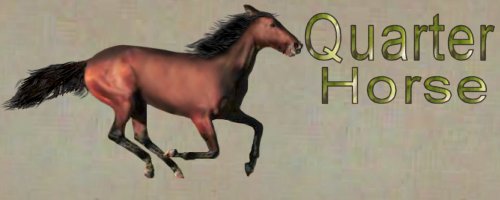 quarterhorses.jpg (20400 bytes)