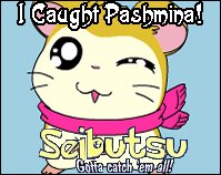 Pashmina (Mafura-Chan)