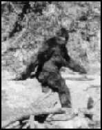 Still photo from the Patterson film