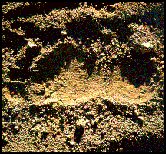 Bigfoot Track near Bluff Creek