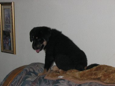 Chewie at 9 weeks! This is his first encounter with the vaccuum cleaner. Yes, he is up on the back of the couch. Needless to say, he did NOT like the vaccuum. ;)