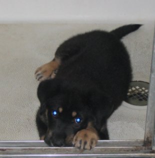 In the shower. Yes, he likes water! ;)