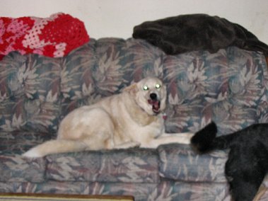 Yawn!