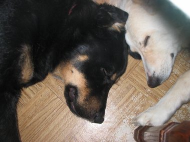 Sleeping babies!