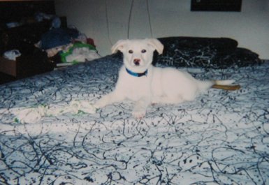 Angel at around 12 weeks old