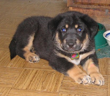 Chewie at 7 1/2 weeks