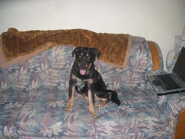 Chewie at 6 months