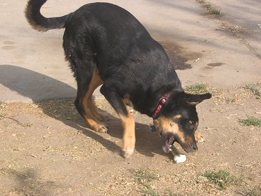 October 2006 - Being a brat and stealing a Halloween Bone that I used to decorate the yard!