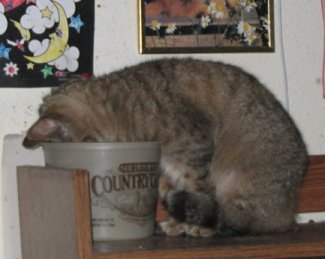 ZZZZZZZ....yes, she is asleep...in the food bowl.