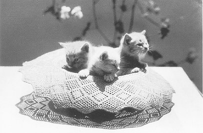 Cats in a hat