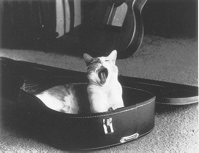 Cat in a case