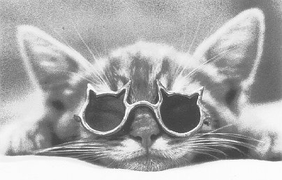 Cool Cat