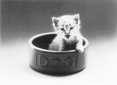 Dog Bowl