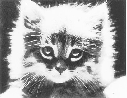 Heavenly Cat
