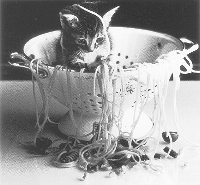 Spaghetti Cat