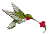 hummingbird