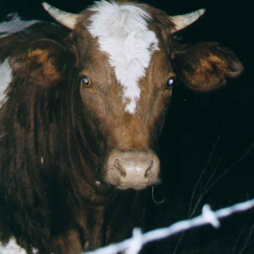 Bull 1.BMP (790074 bytes)