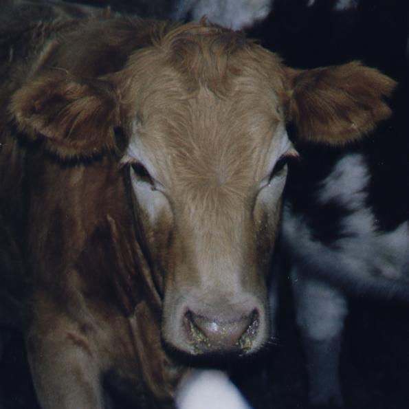 Cow 1.JPG (31582 bytes)