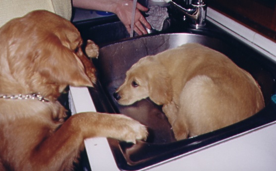 CarmelMeets Shasta.JPG (64913 bytes)