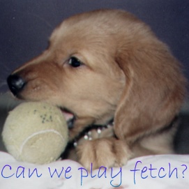 Fetch2.JPG (24880 bytes)