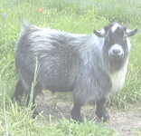 B.J.'s Happy Goats Nitro