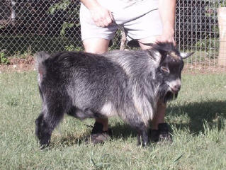 Goat Junction Pygmy Abraham
