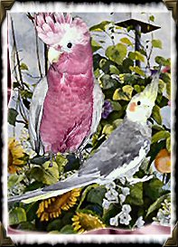 My Birds!
