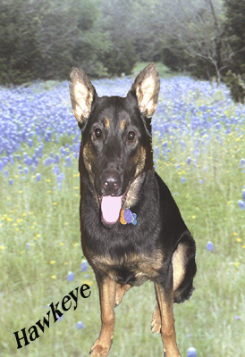 Hawkeye one of my dogs