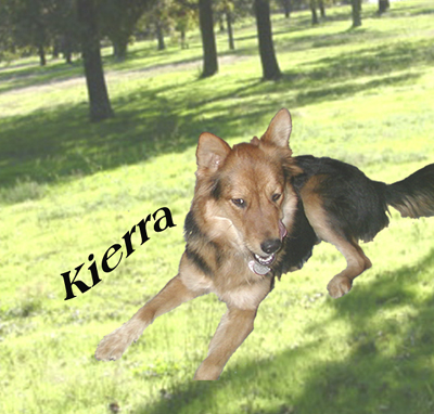 Kierra my sweet dog